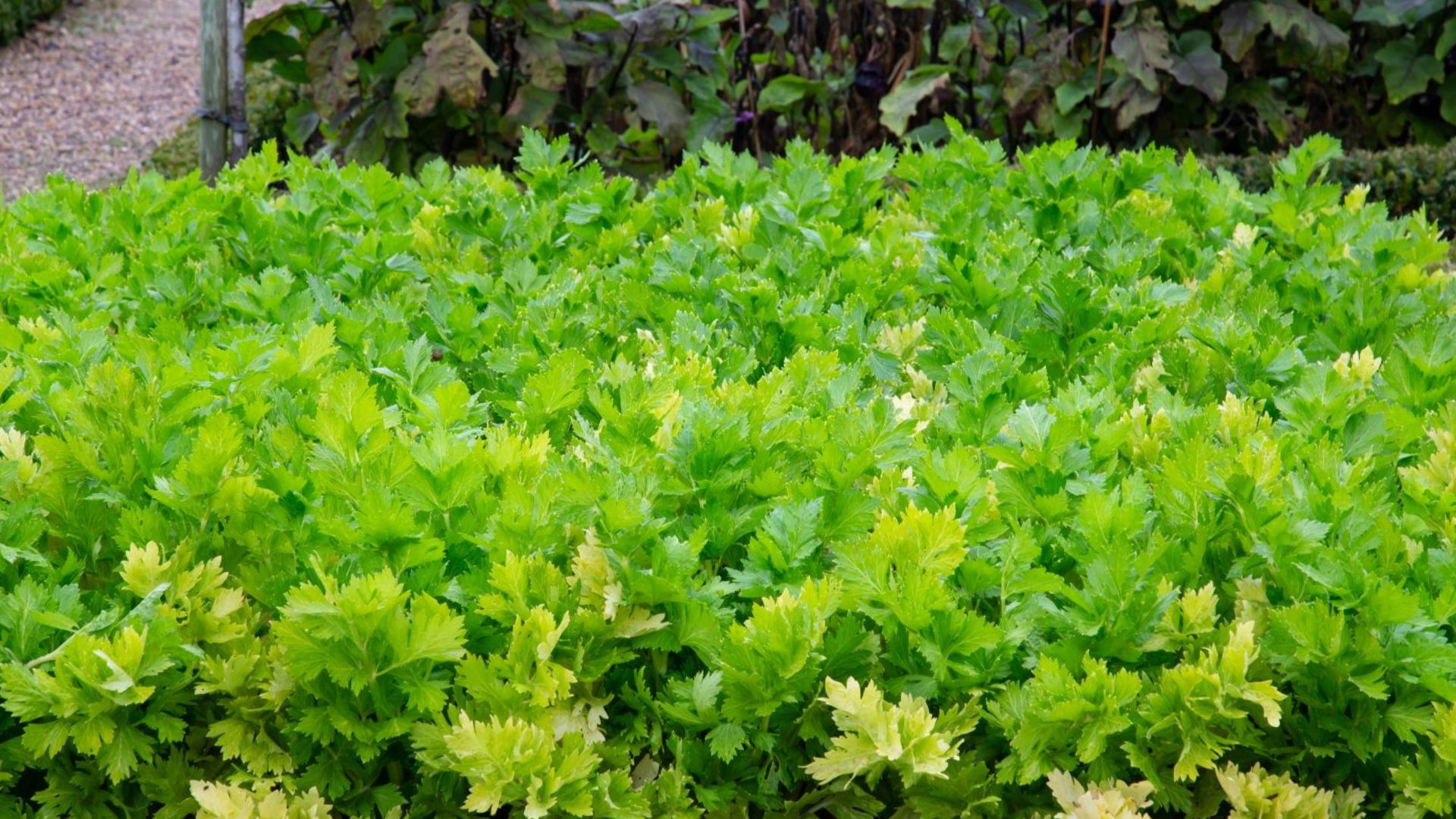 photo of lovage herb