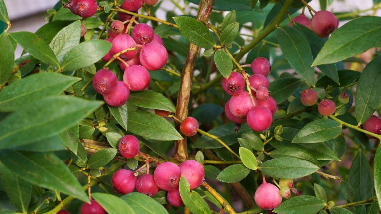 Pink lemonade blueberry