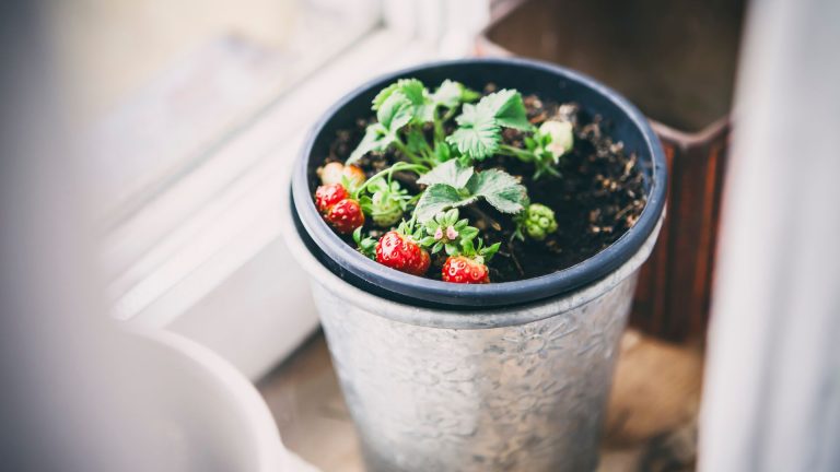 growing strawberries indoors