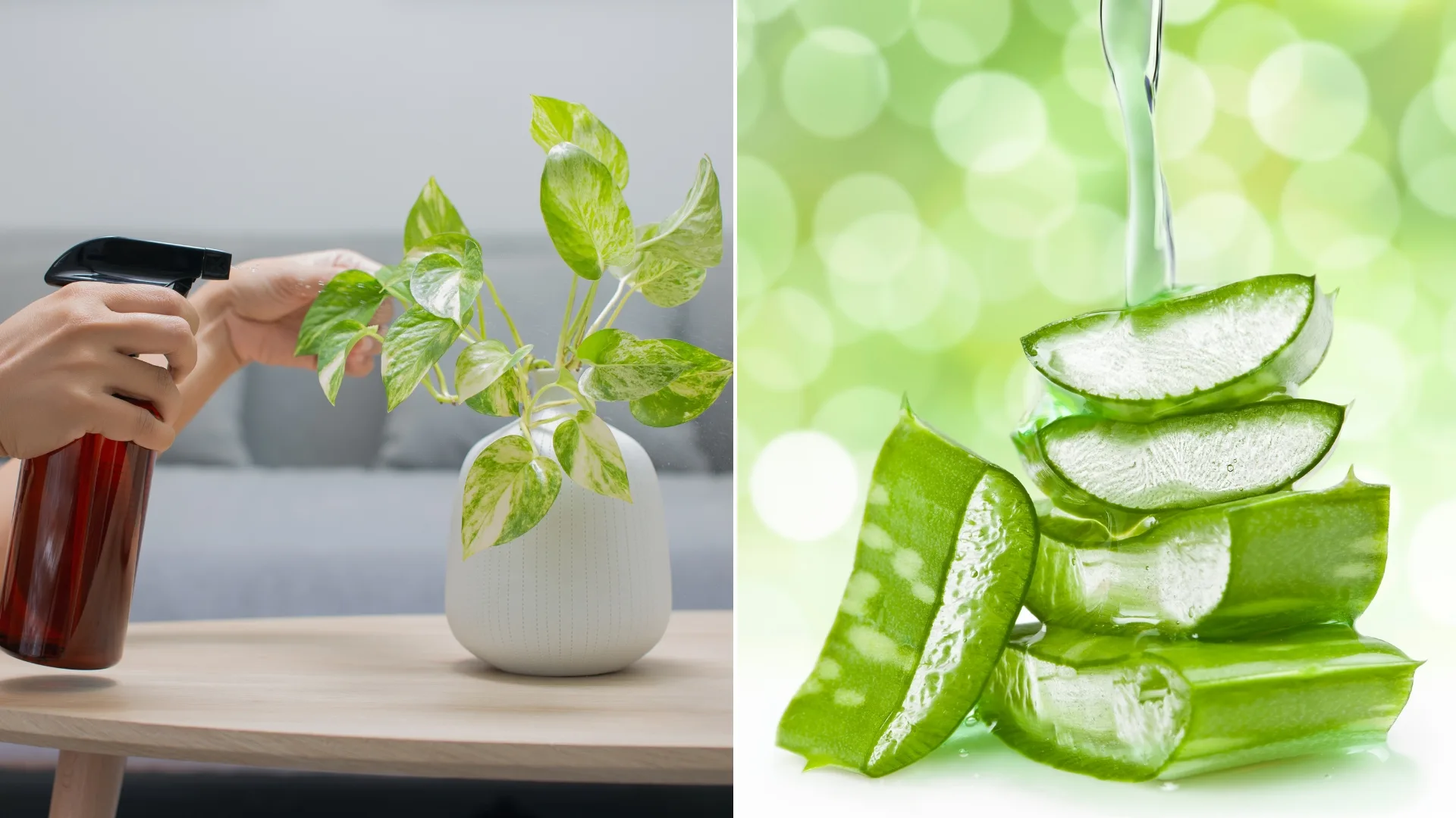 How To Make And Use Aloe Vera Foliar Spray To Nurture Your Plants
