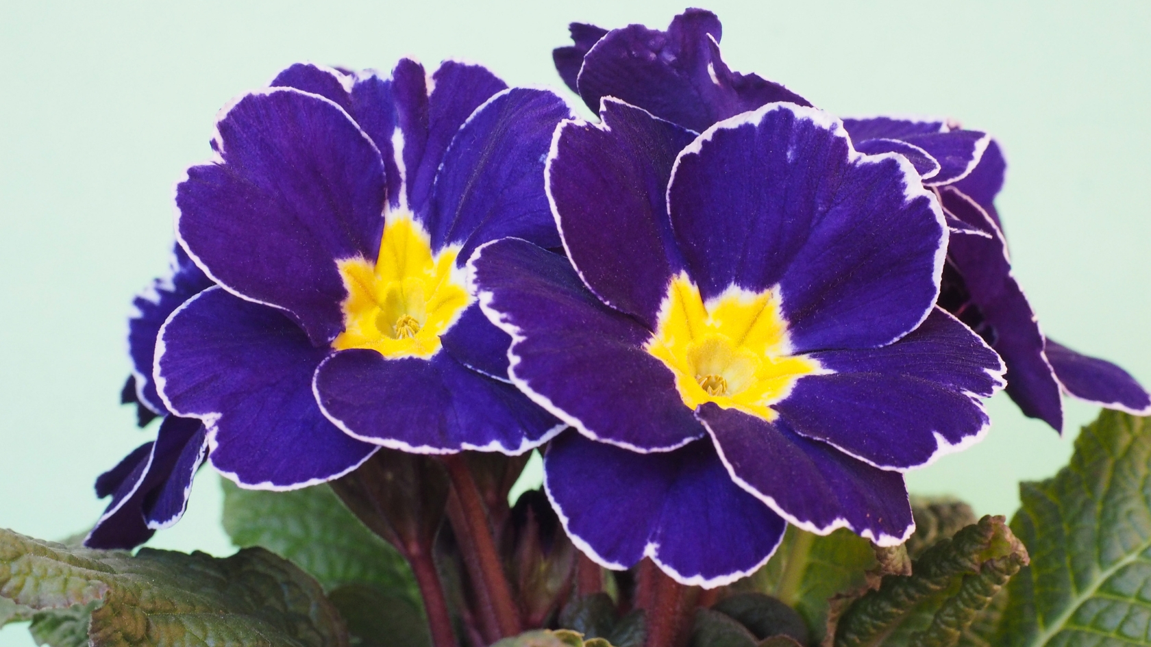 How To Plant And Grow Primrose Flowers