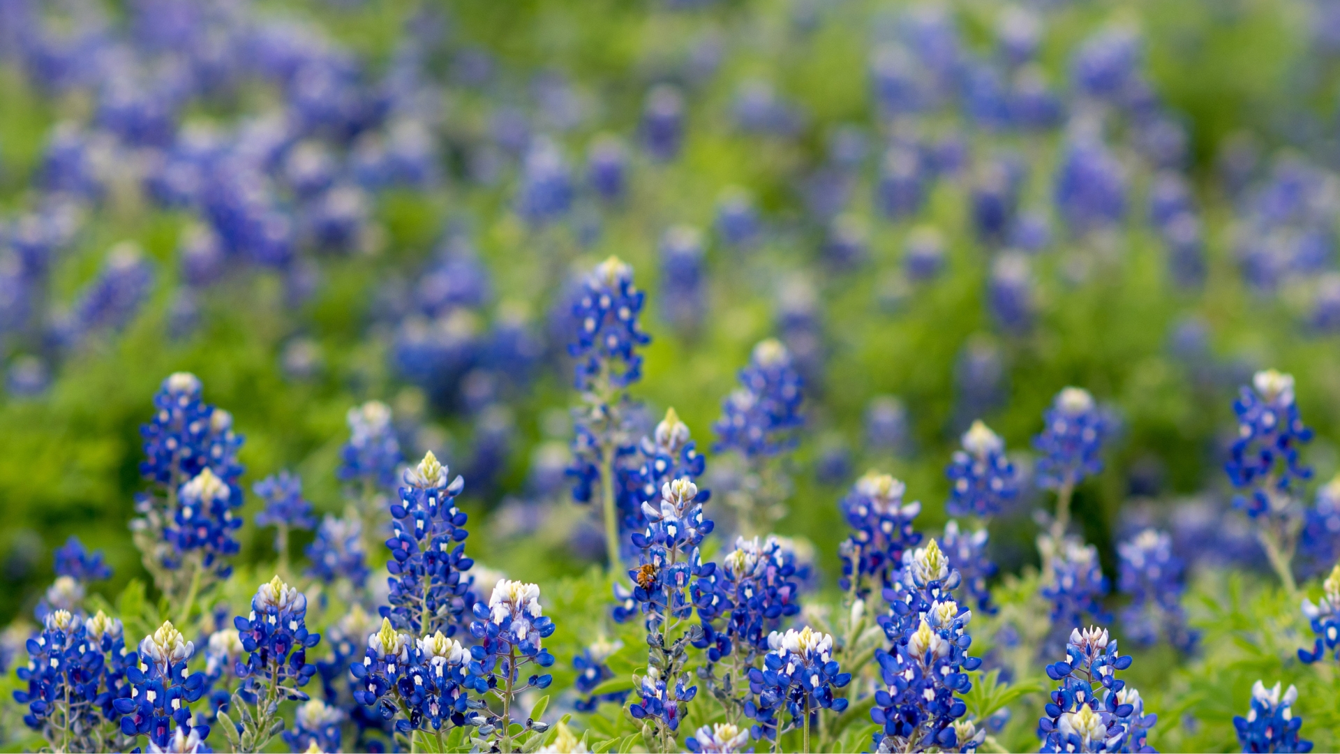 How To Plant And Grow Texas Bluebonnet Flower