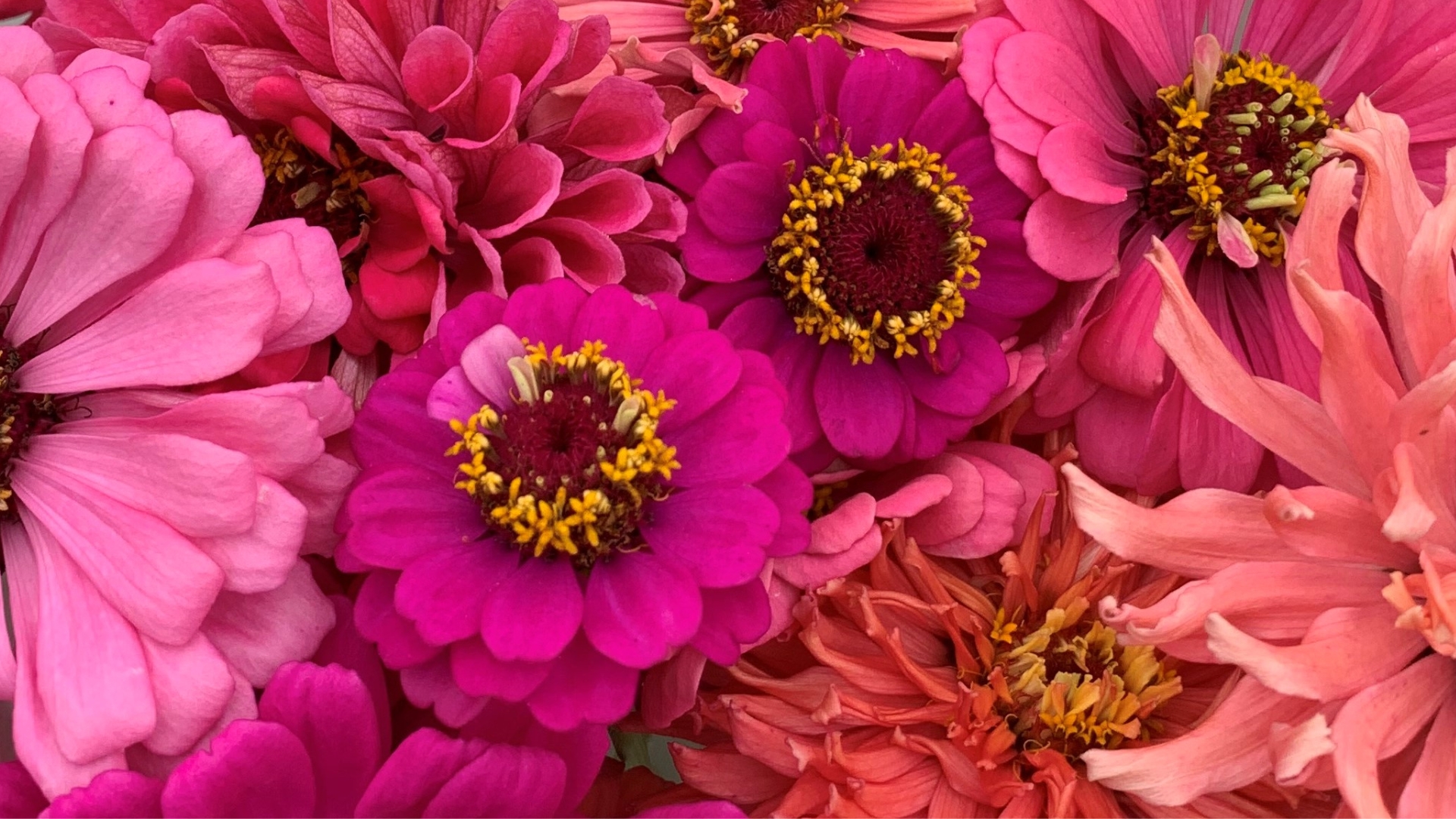 Pink Zinnia Flowers