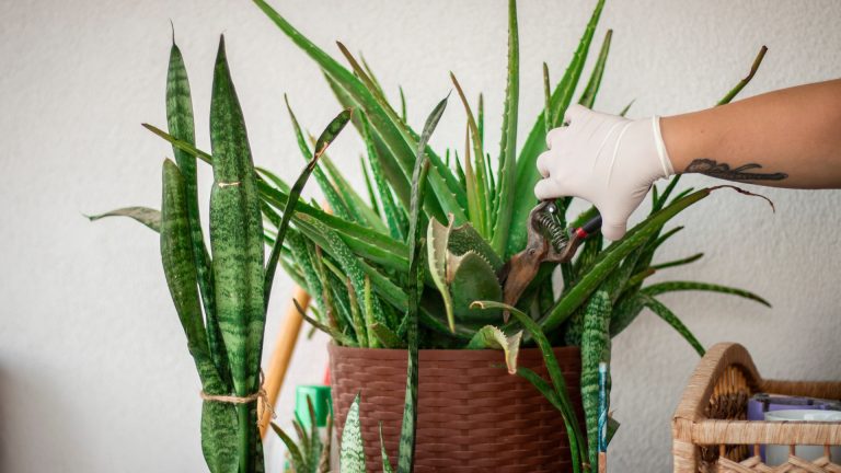 pruning aloe vera