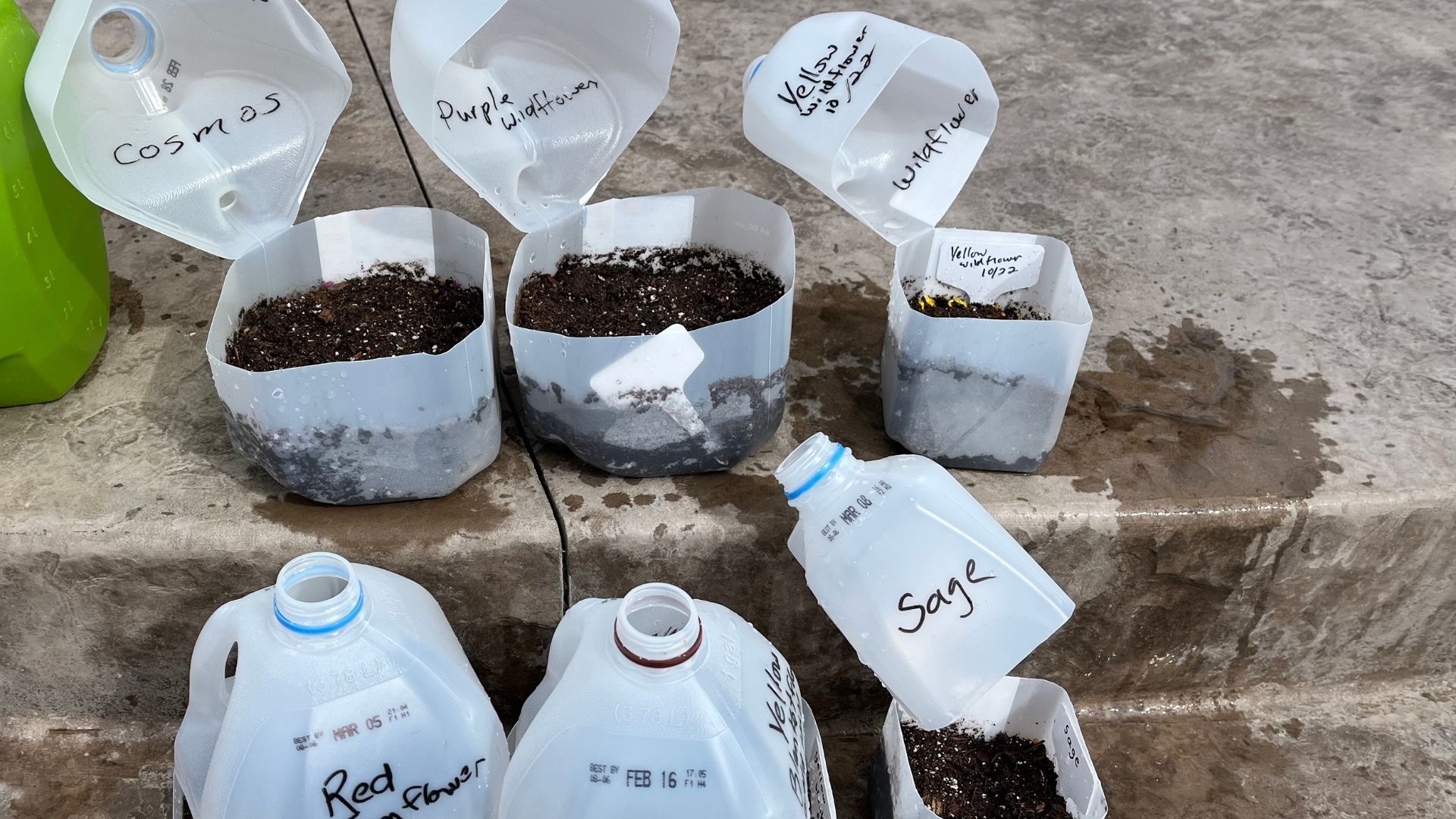 How To Winter Sow Seeds In 7 Beginner-Friendly Steps