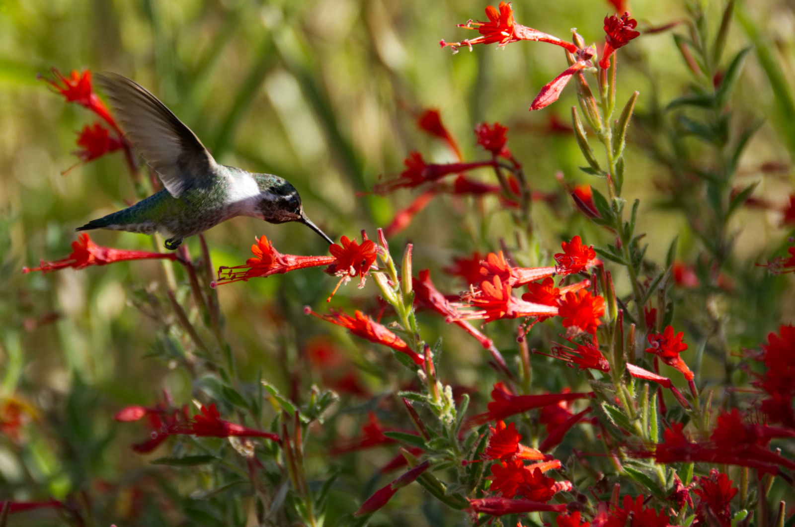 Hummingbird feeding in a field of red California Fuchsia