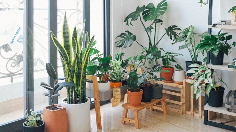 Plants indoors