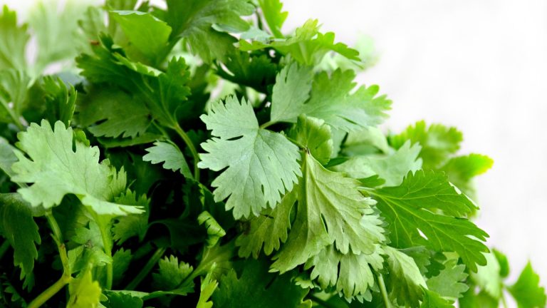 is a parsley perennial plant