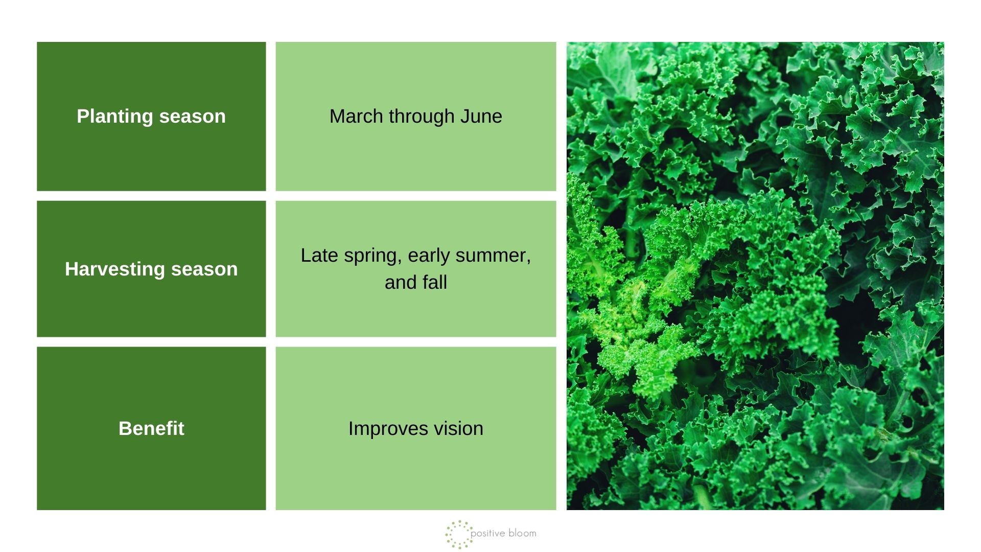 Kale info chart and photo