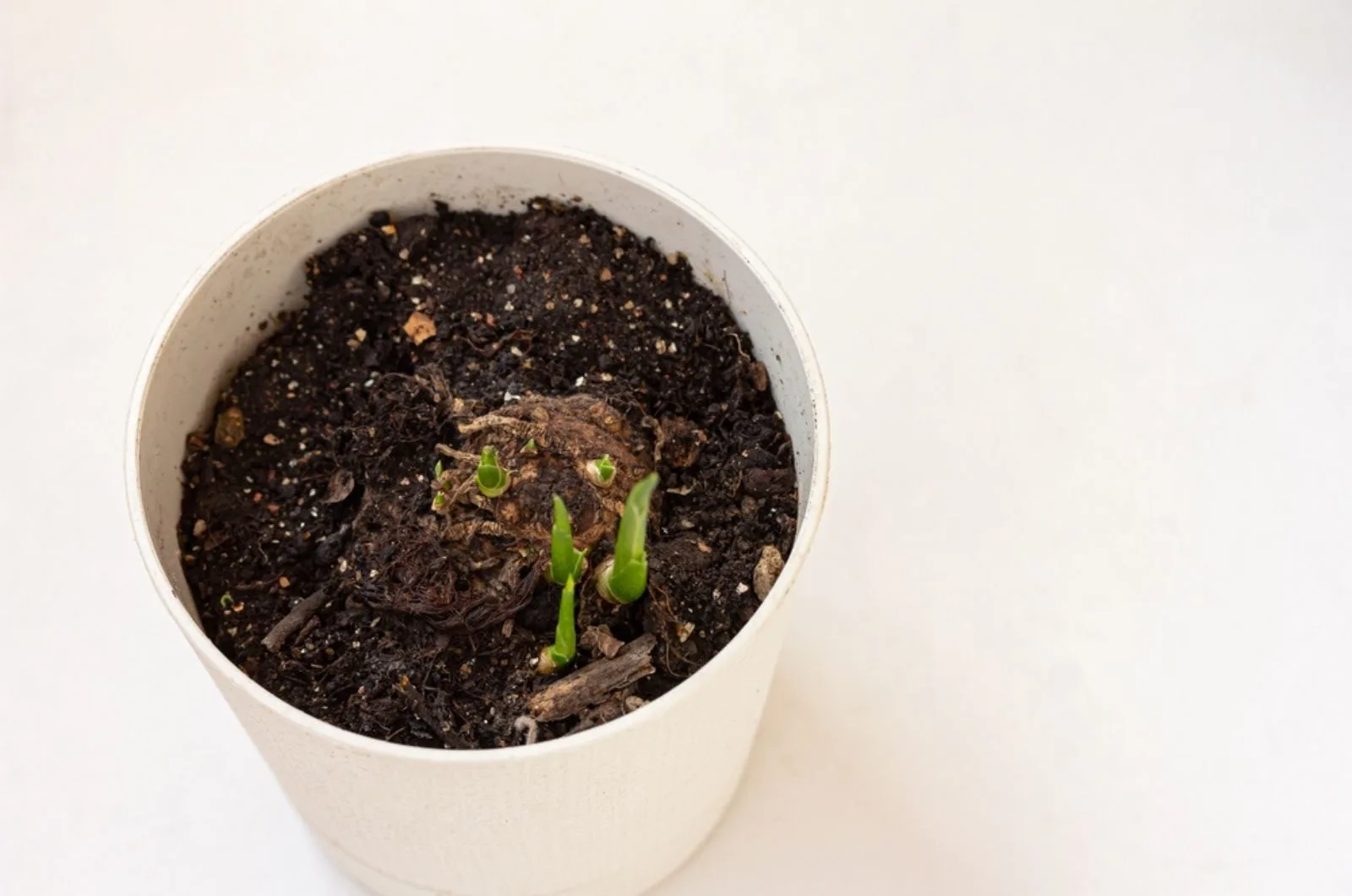How Long Do Potted Calla Lily Flowers Last + Care Tips