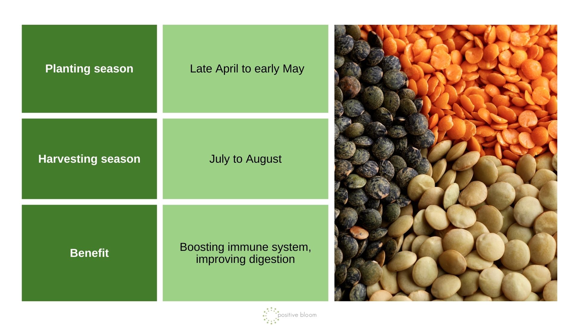 Lentils info chart and photo