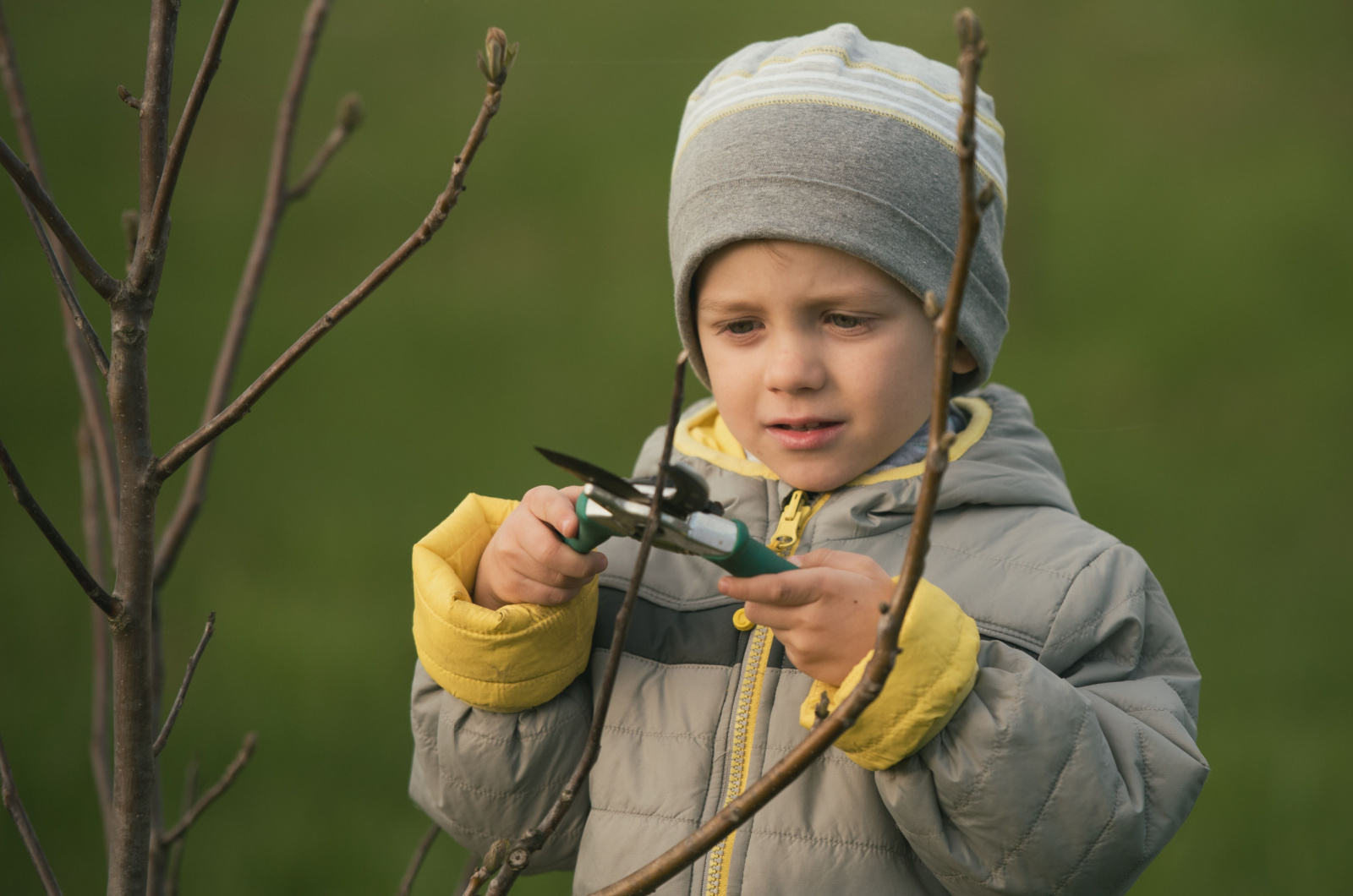Little boy pruning branch