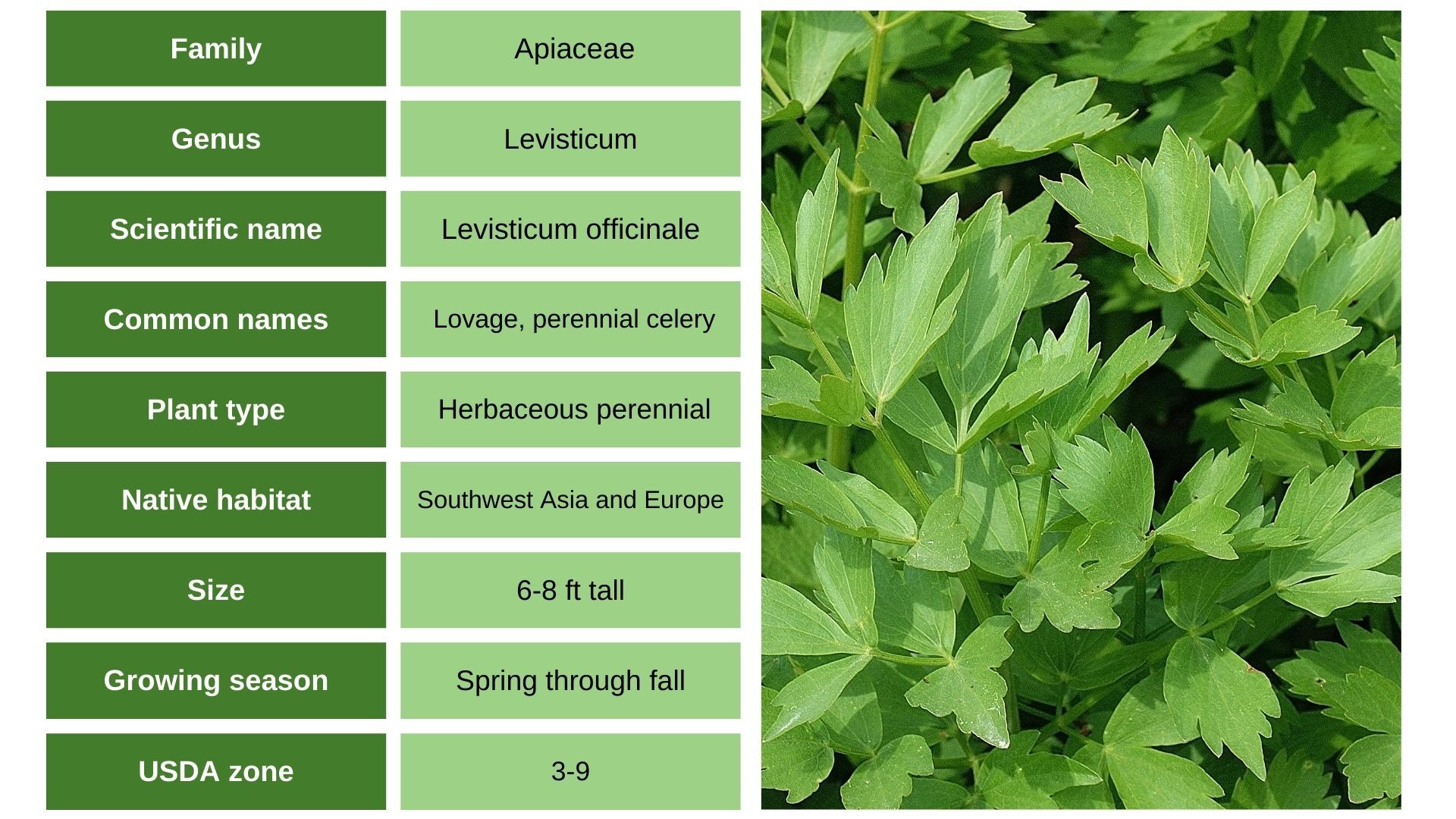 Lovage info chart and photo