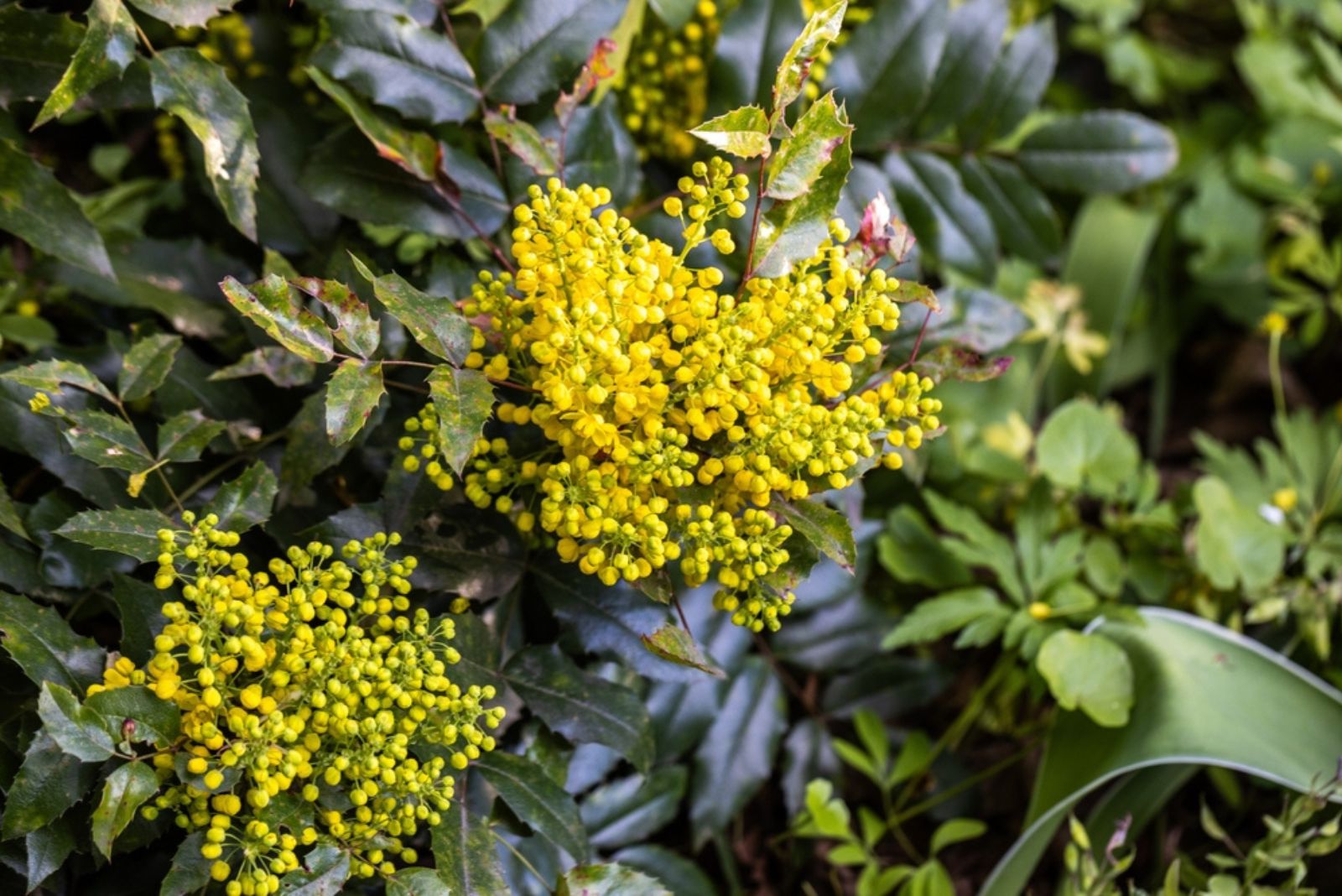 Mahonia