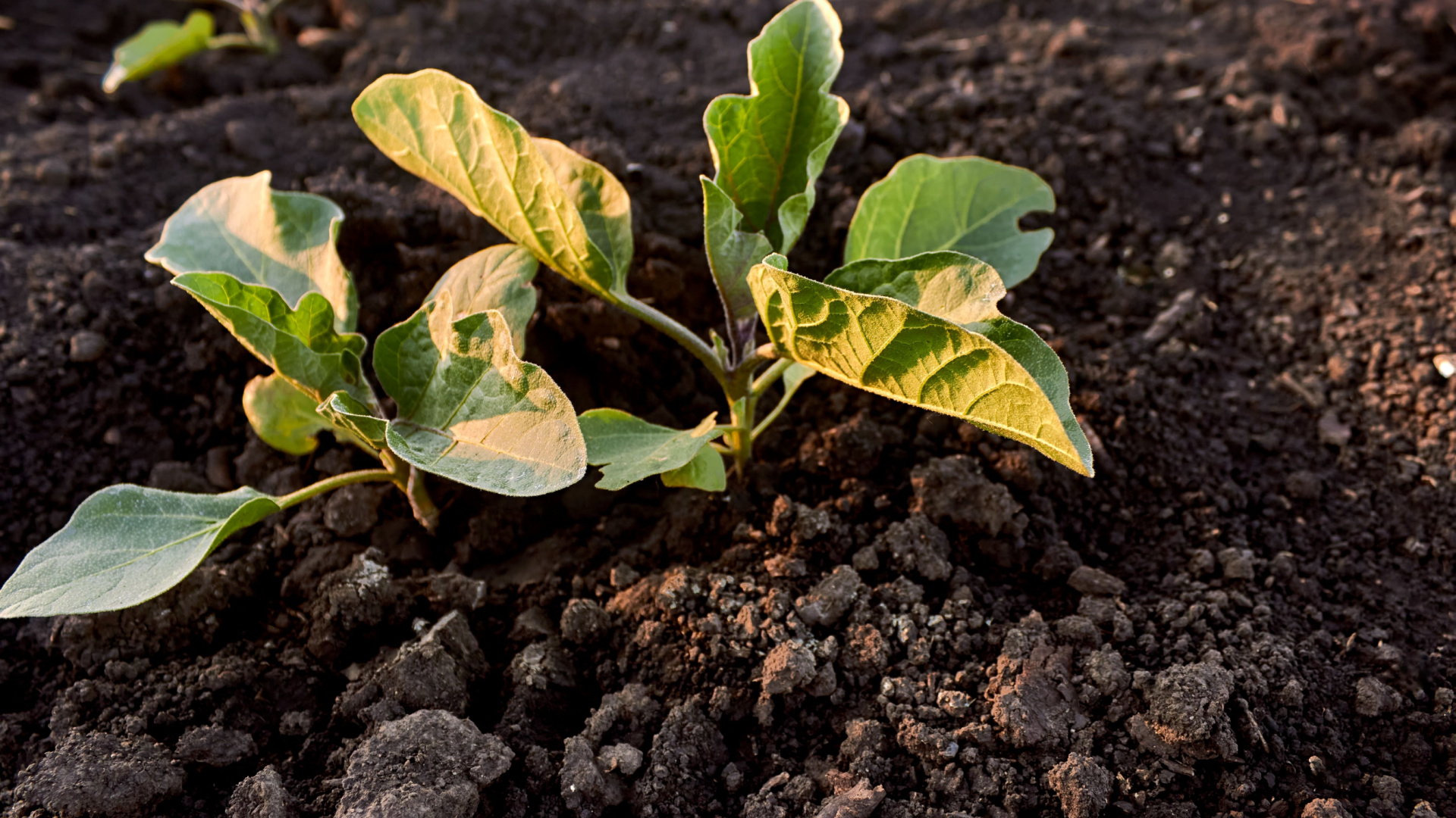 Mastering Indoor Eggplant Planting & Successful Outdoor Transplanting