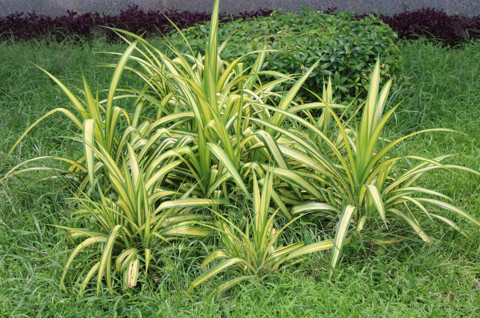 This Fast-Growing Ground Cover Will Add More Color To Your Lawn