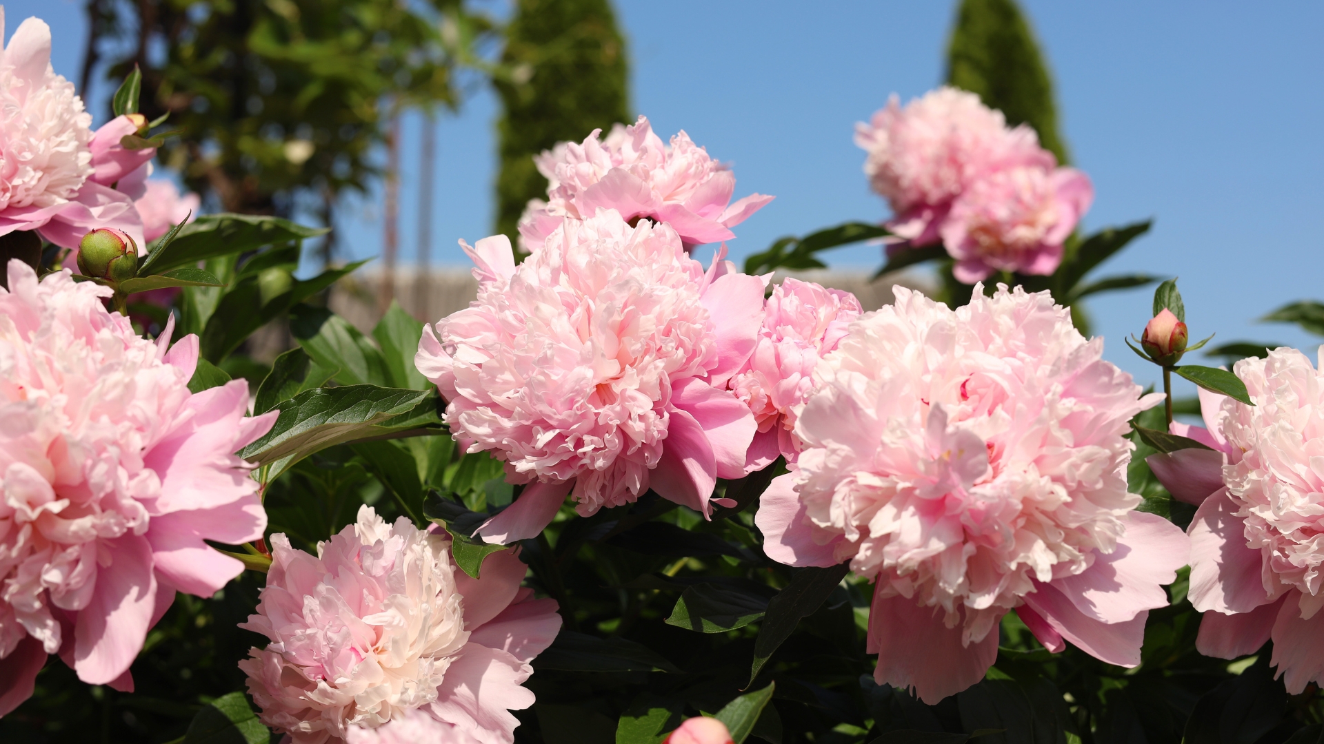 Must Read Before You Plant Peonies