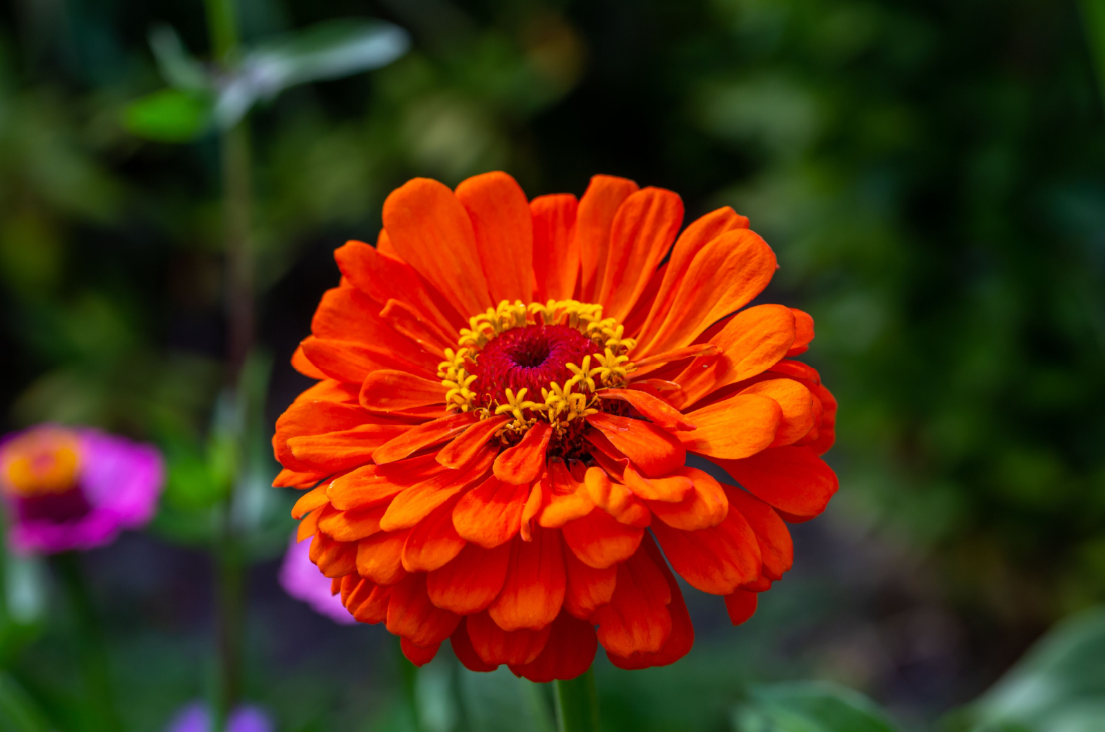 Orange Zinnia flower