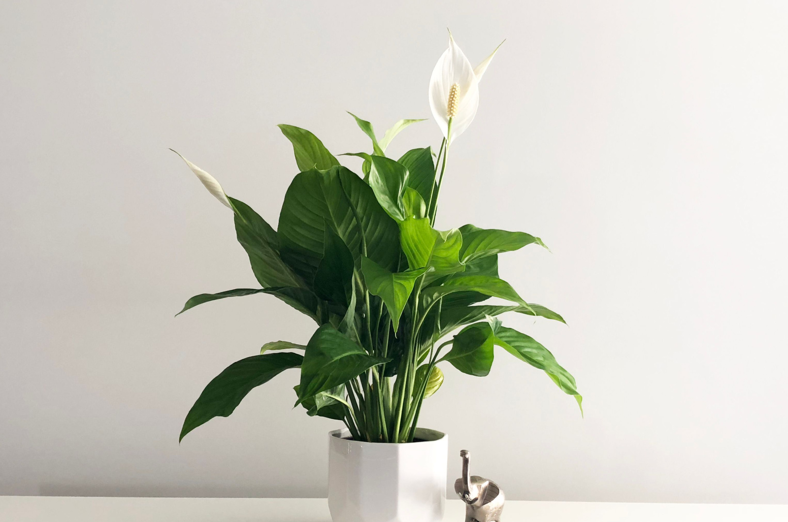 Peace Lily in a pot