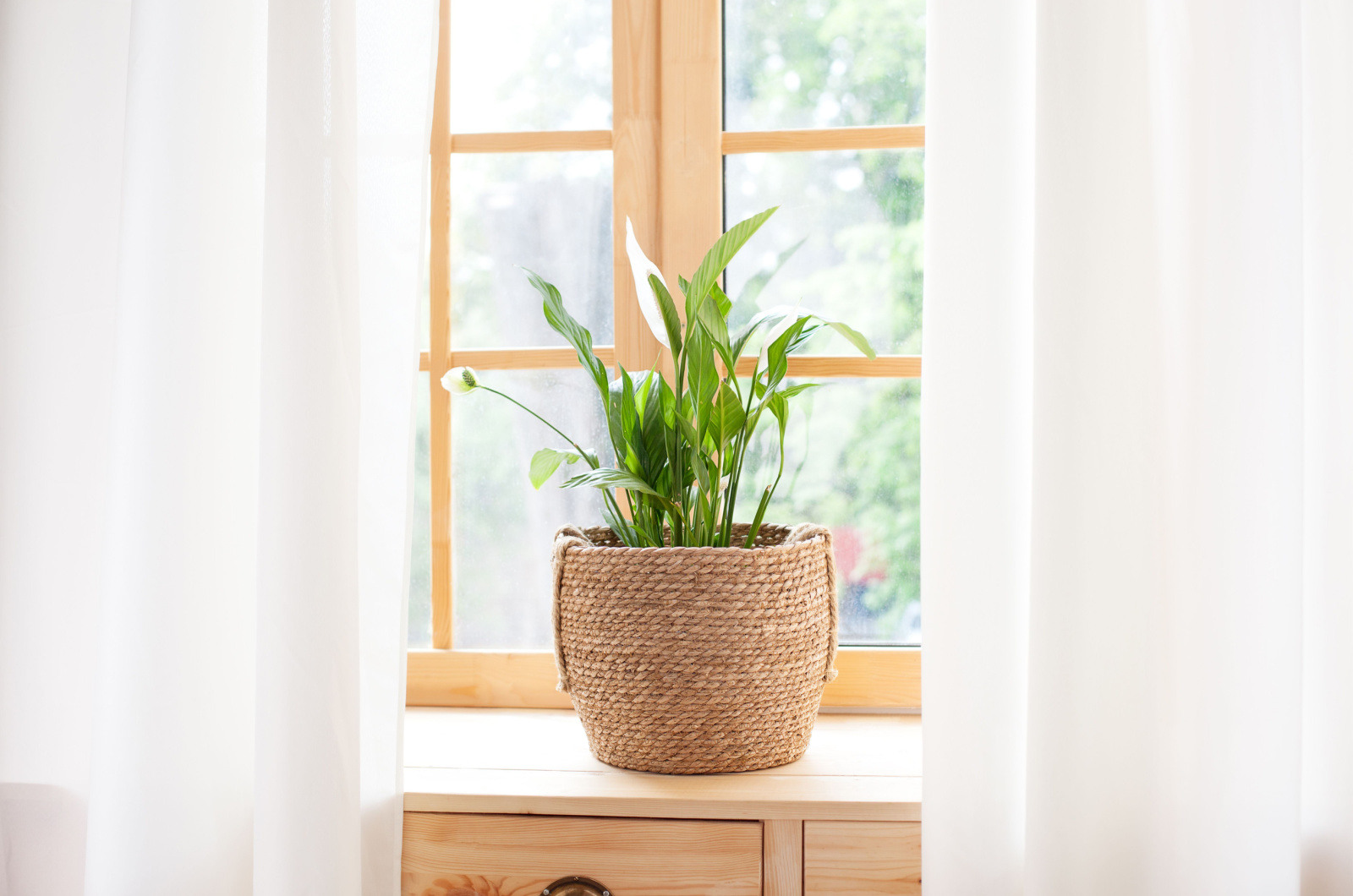 Peace lily in pot next to window