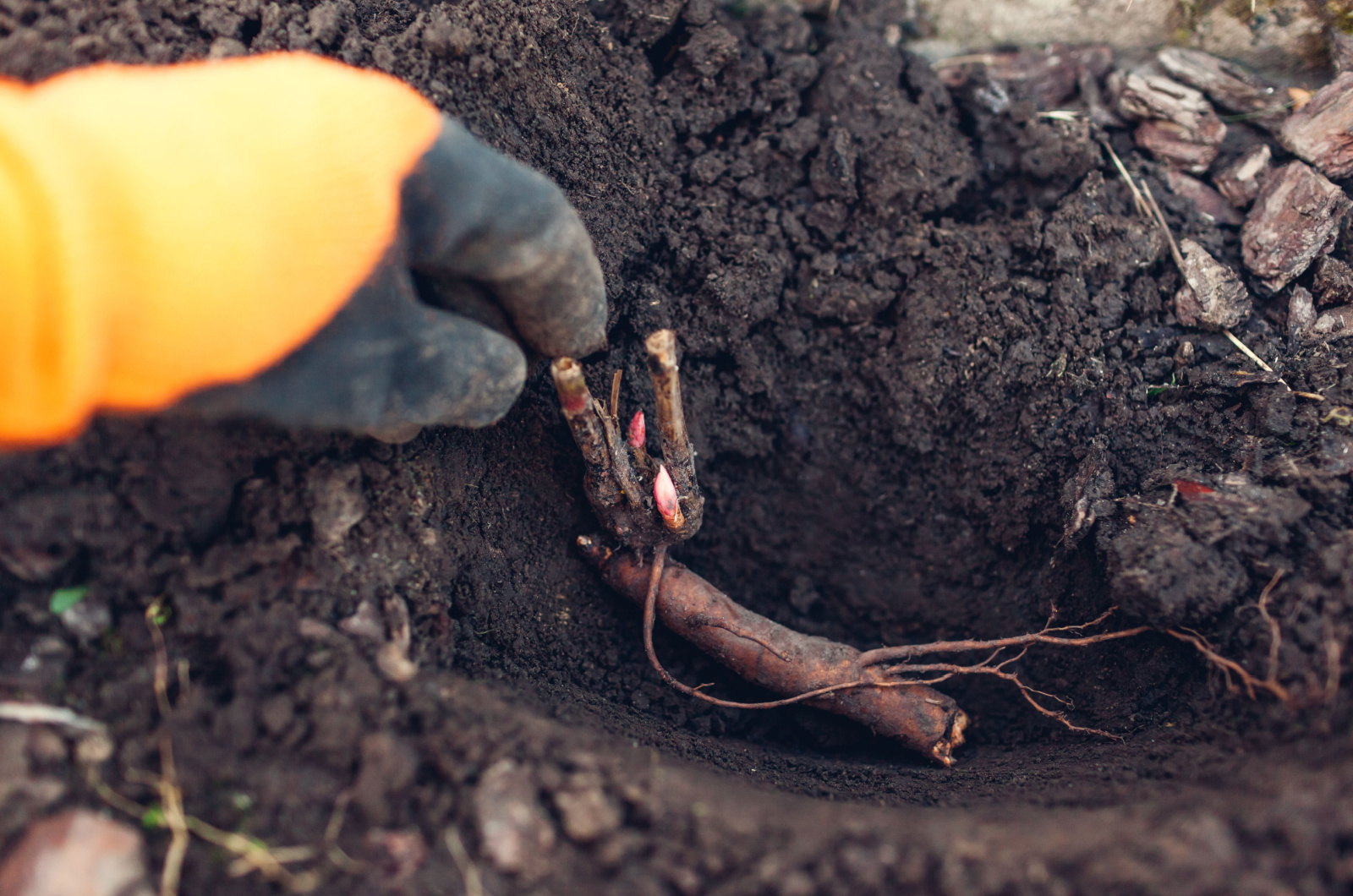 Peony root planting