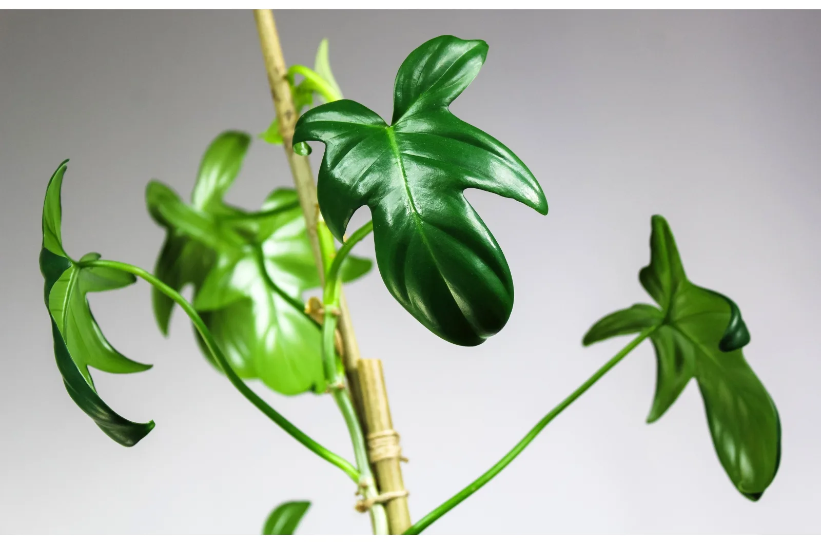 How To Fix Leggy Houseplants And Make Them Bushier