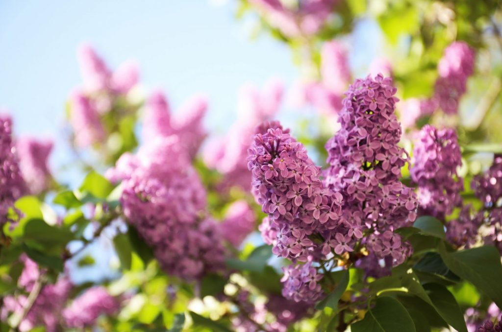 25 Best Flowers For Early Spring And A Gorgeous Display