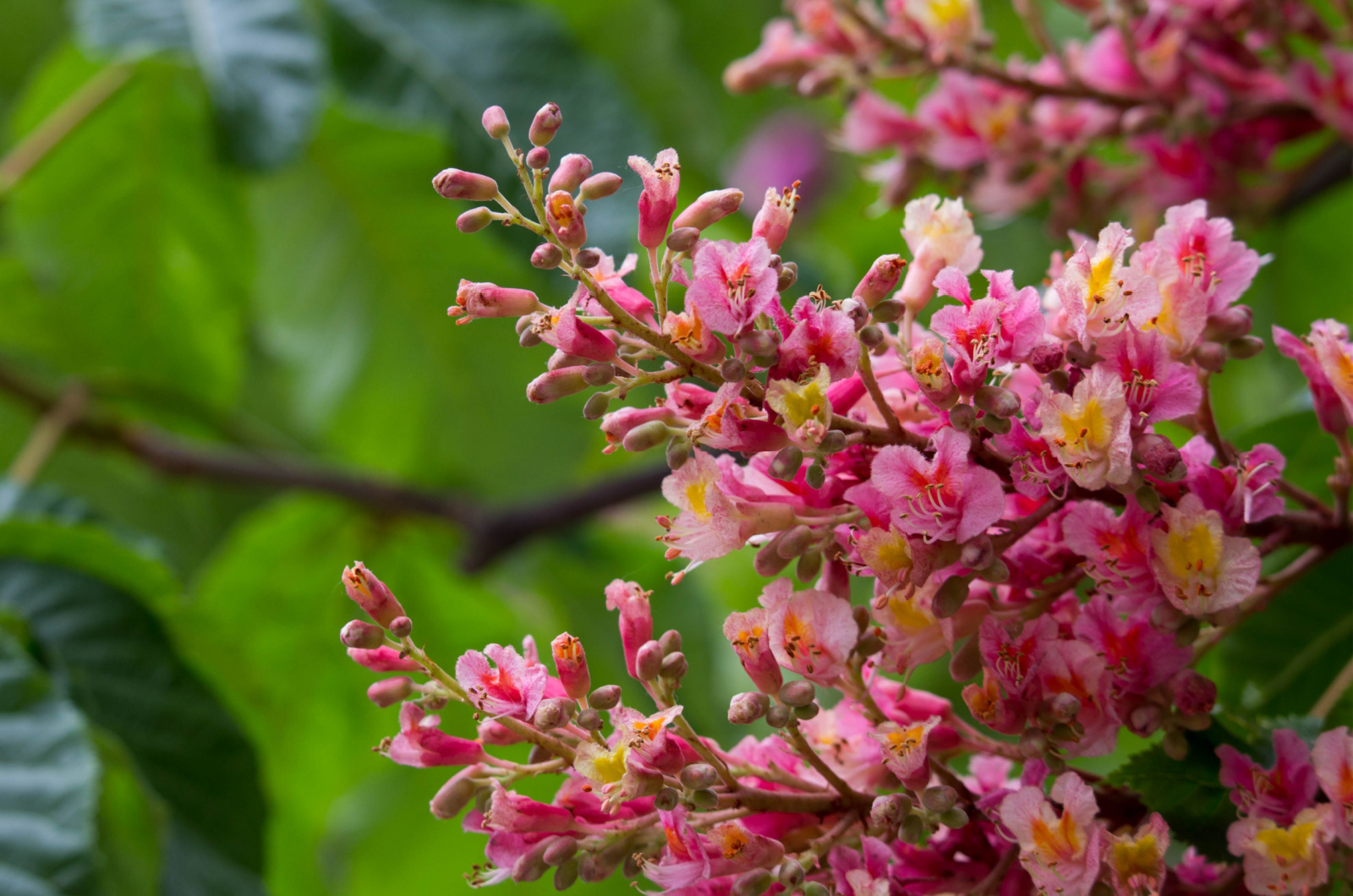 Pink flowers Aesculus pavia