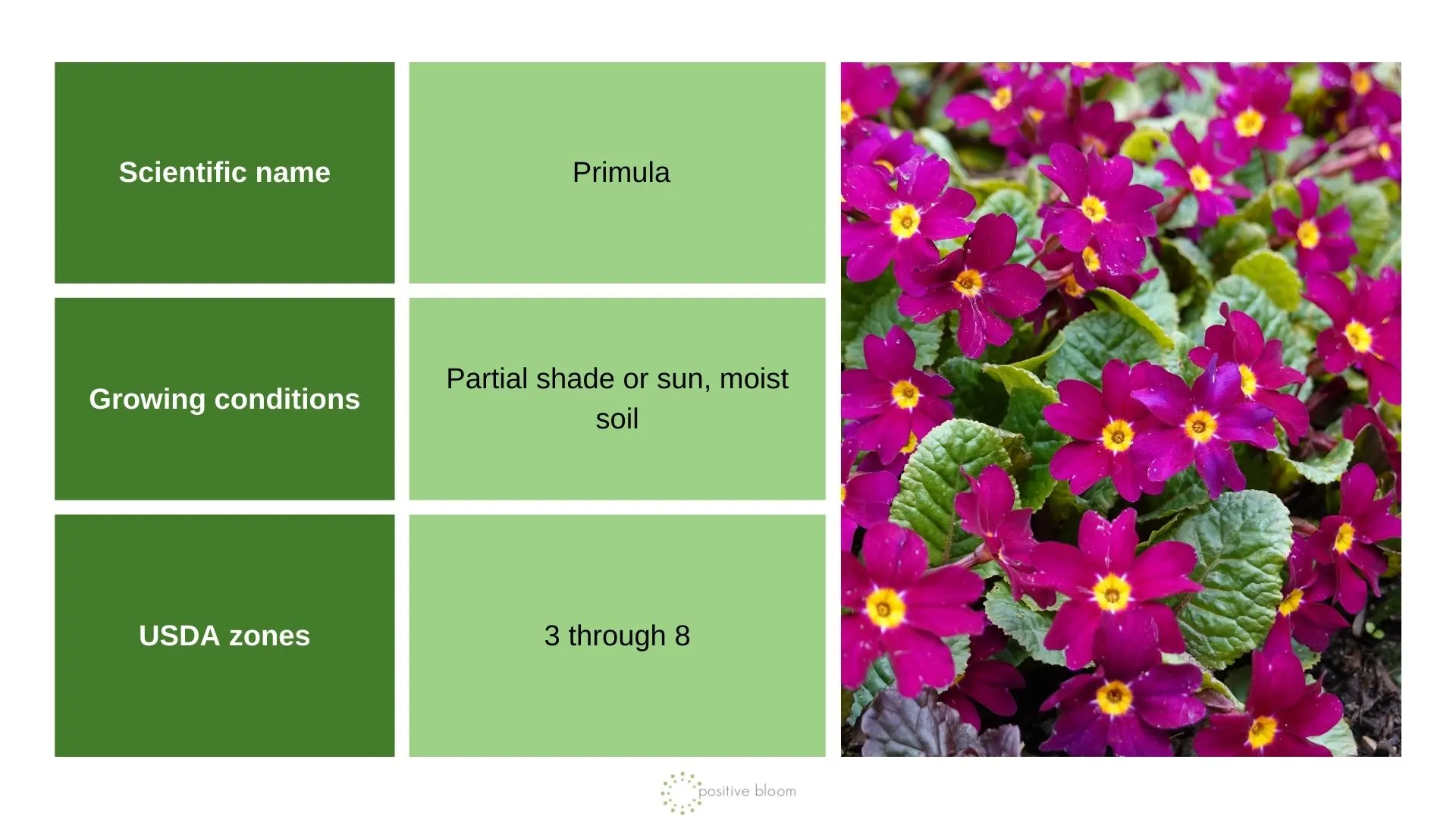 9-spring-blooming-perennials-to-grow-for-early-blossoms-in-the-spring