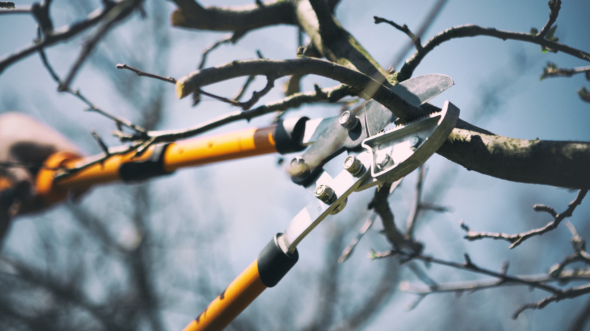 Prune Your Trees At The Right Time And Avoid Possible Damage