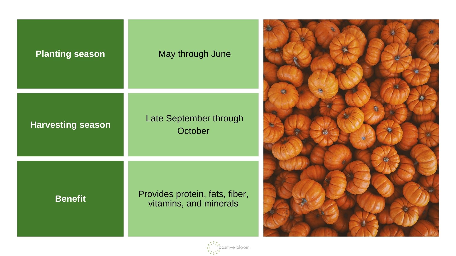 Pumpkins info chart and photo