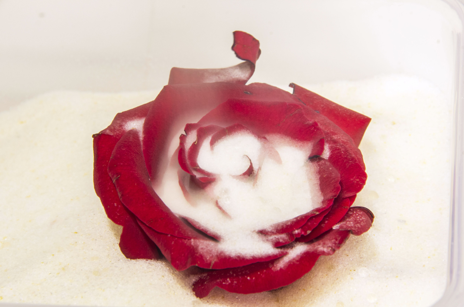 Red Rose buried in silica gel