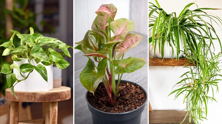 three plants in a pot