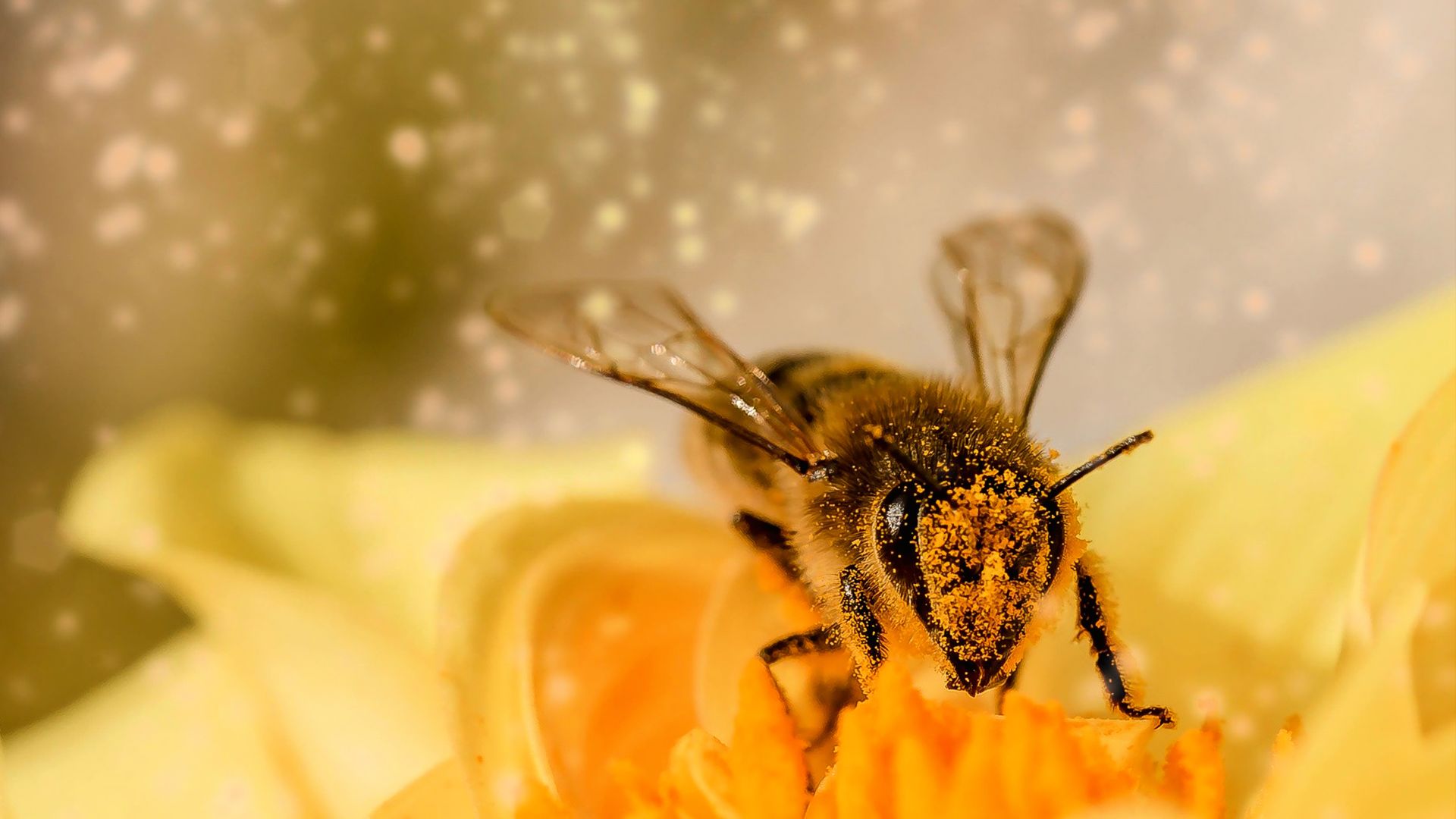 Revolutionary Research Reveals Why Bees Are Making Less Honey