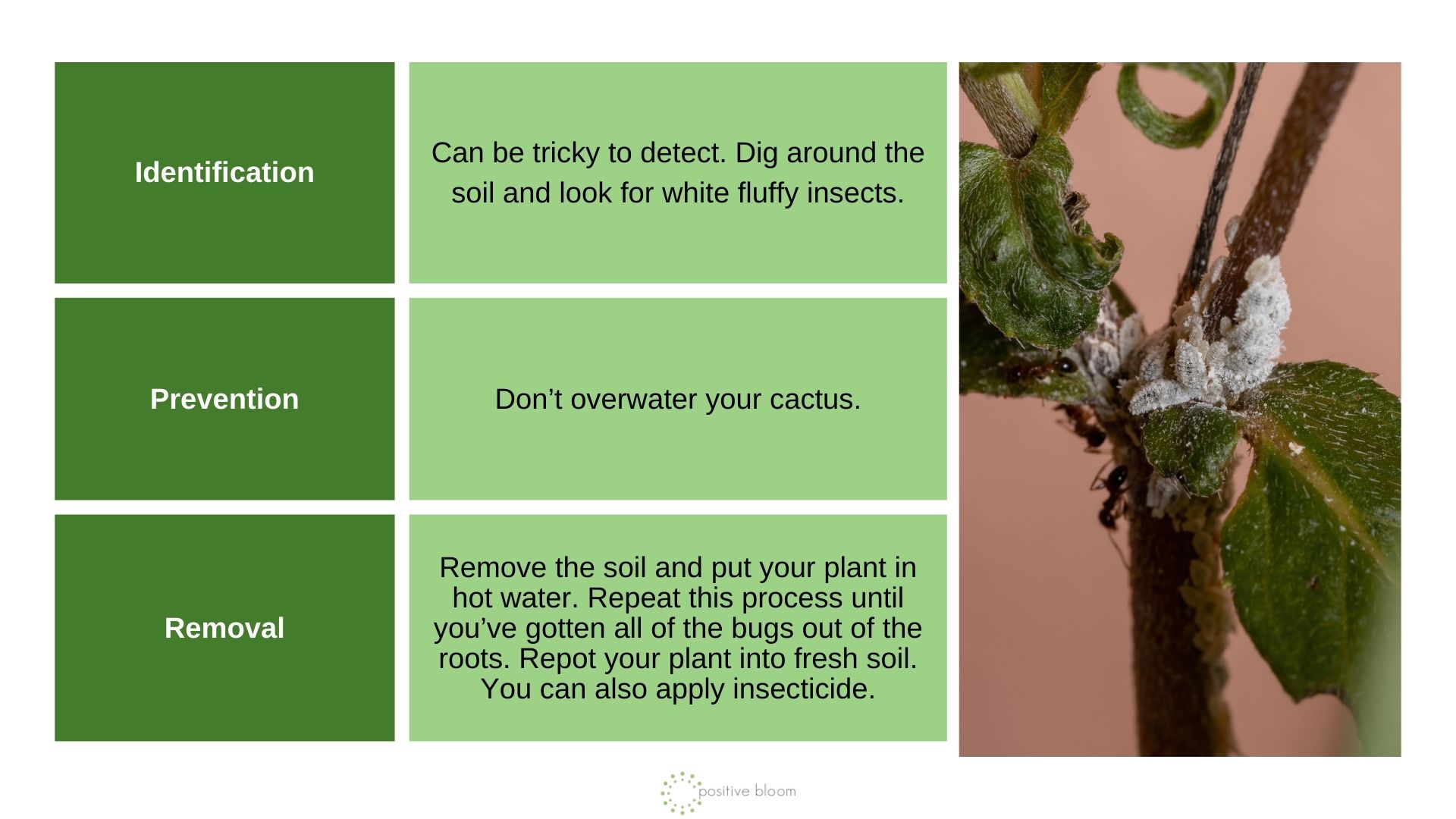 Root Mealybugs info chart and photo