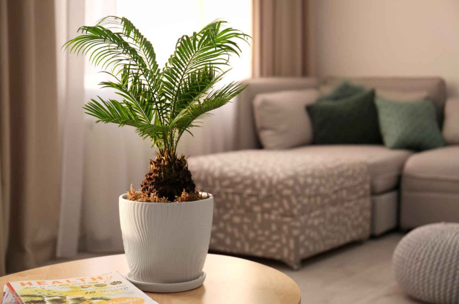 Sago Palm in a pot on the table