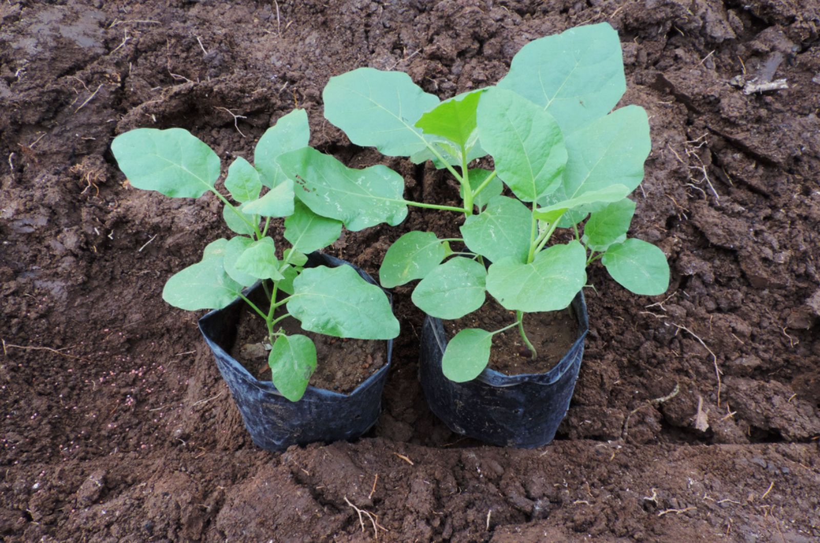 Seedlings of eggplant is ready to grow in soil nature.