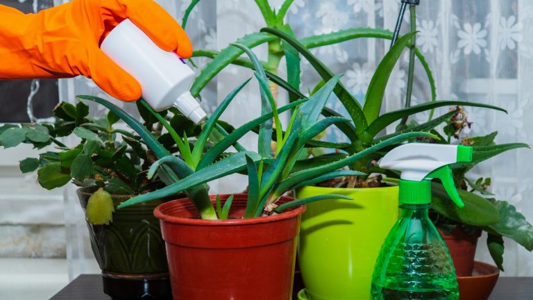 fertilizing houseplants