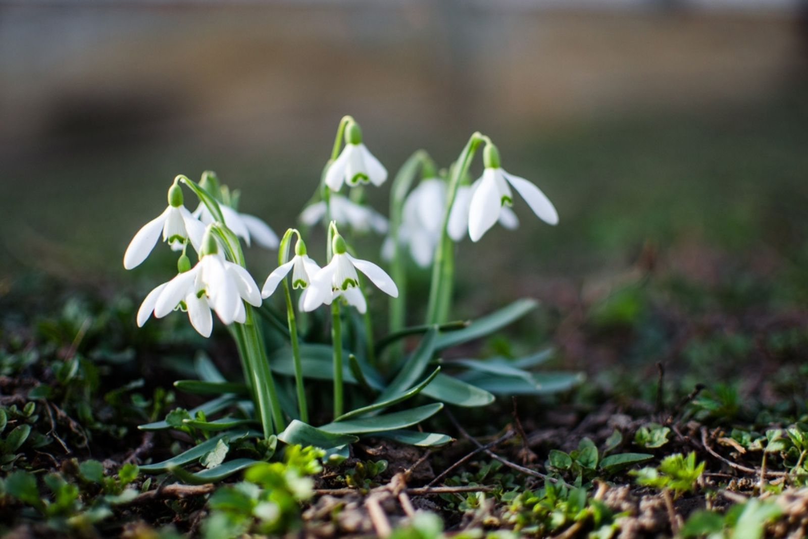 Snowdrops