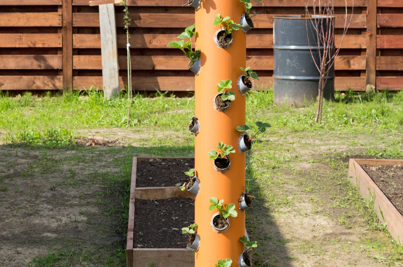 Strawberries growing in PVC pipe