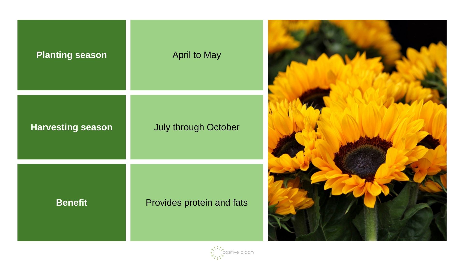 Sunflowers info chart and photo