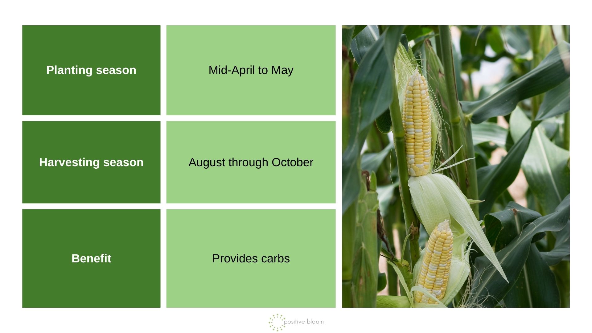 Sweet Corn info chart and photo