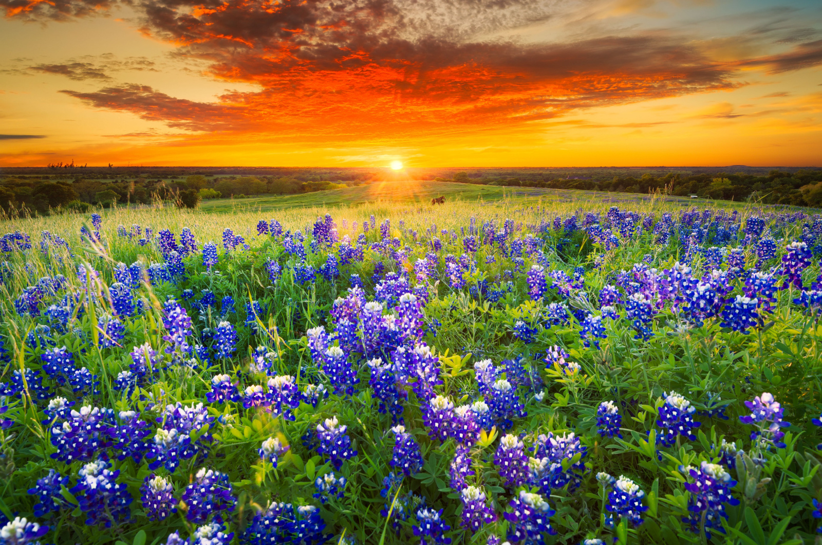 Texas Bluebonnet Flower in sunset