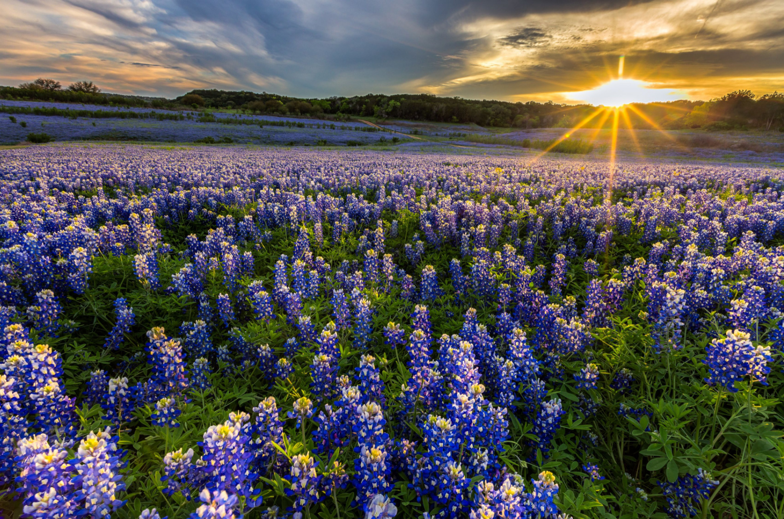 Texas Bluebonnet field