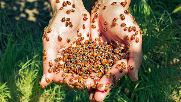 ladybugs in hand