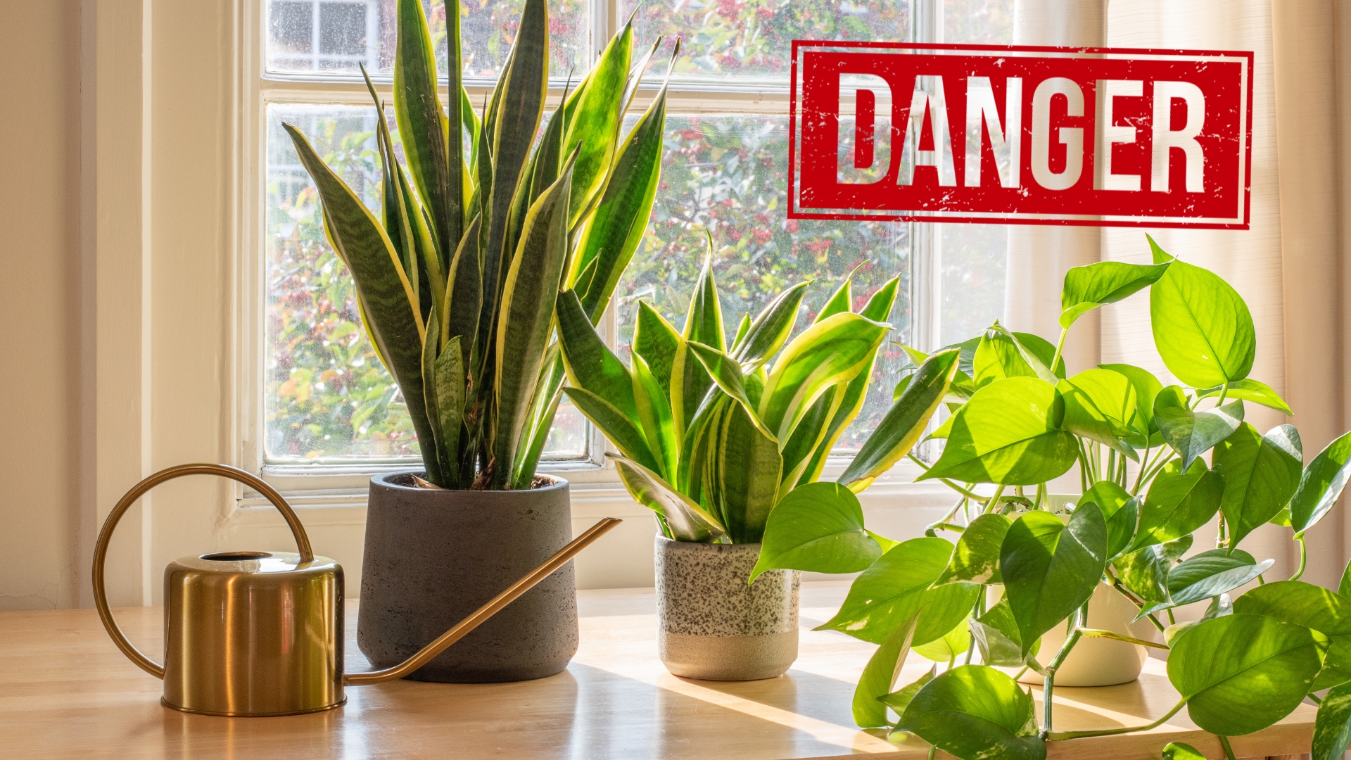 These 16 Popular Houseplants Might Be More Dangerous Than You Think! 