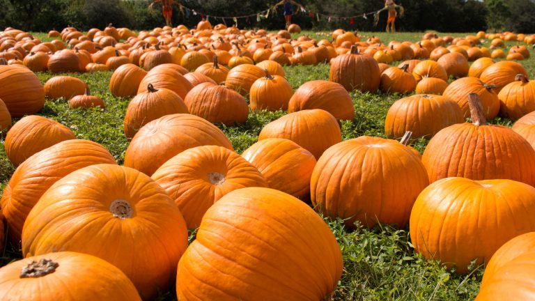 patch of pumpkins