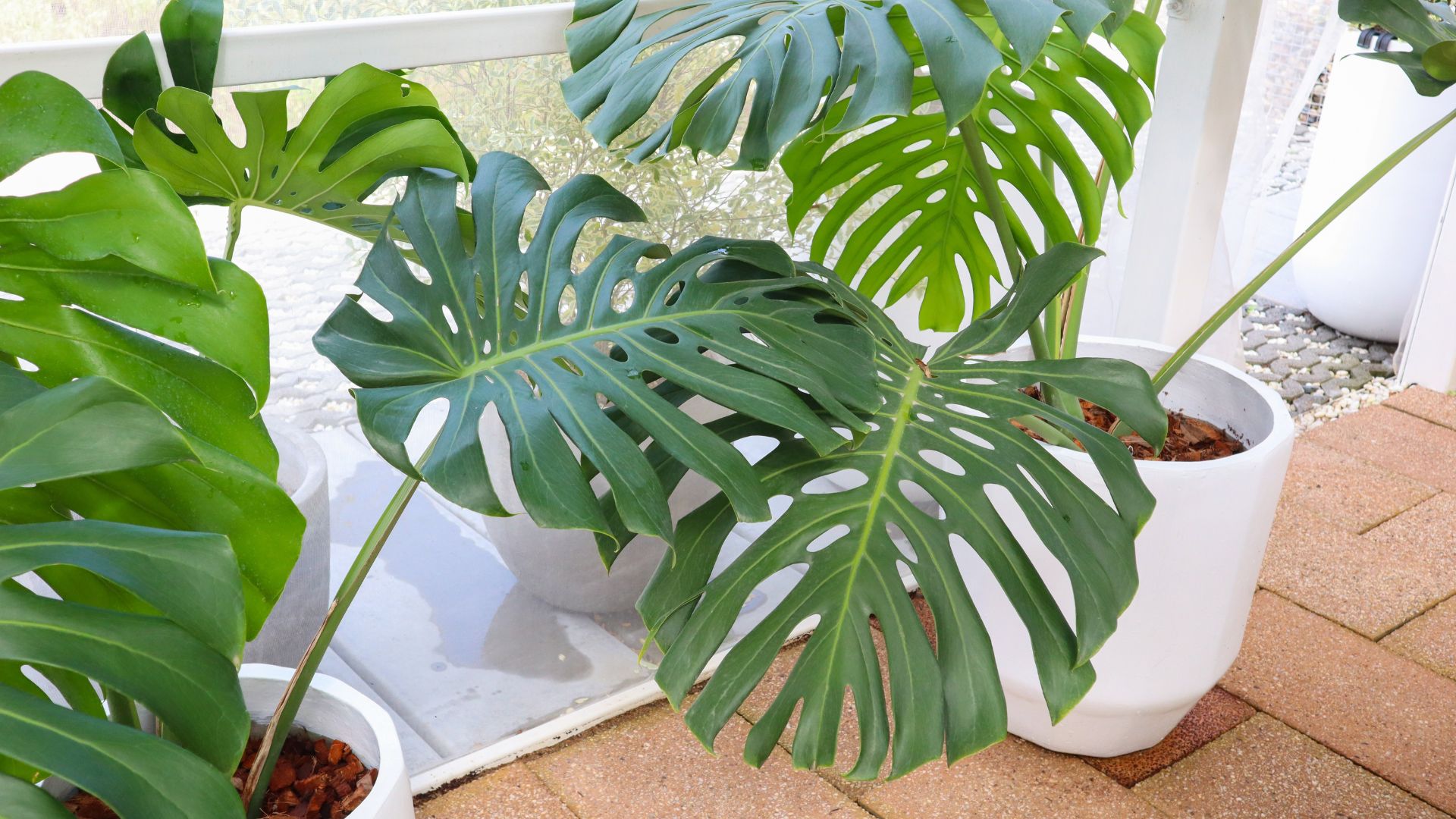 This Is The Key To Keeping Your Monstera Deliciosa Happy And Healthy