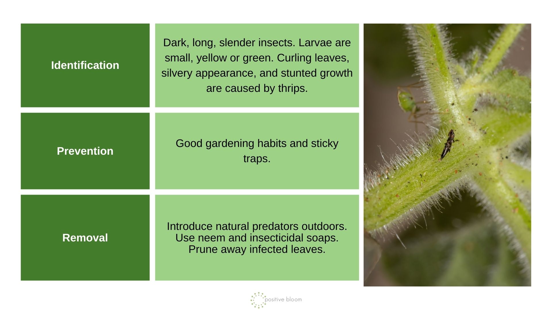 Thrips info chart and photo
