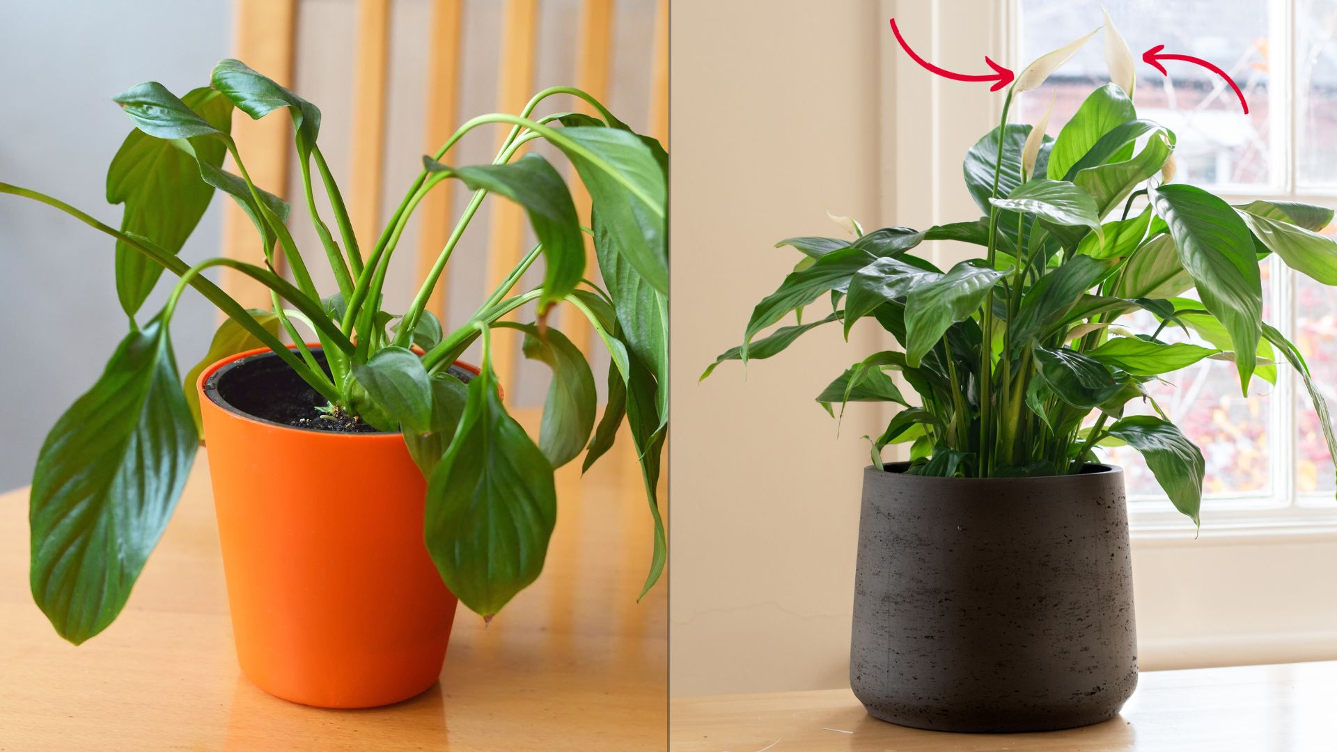 Tips And Tricks For How To Trigger Peace Lily Blooming